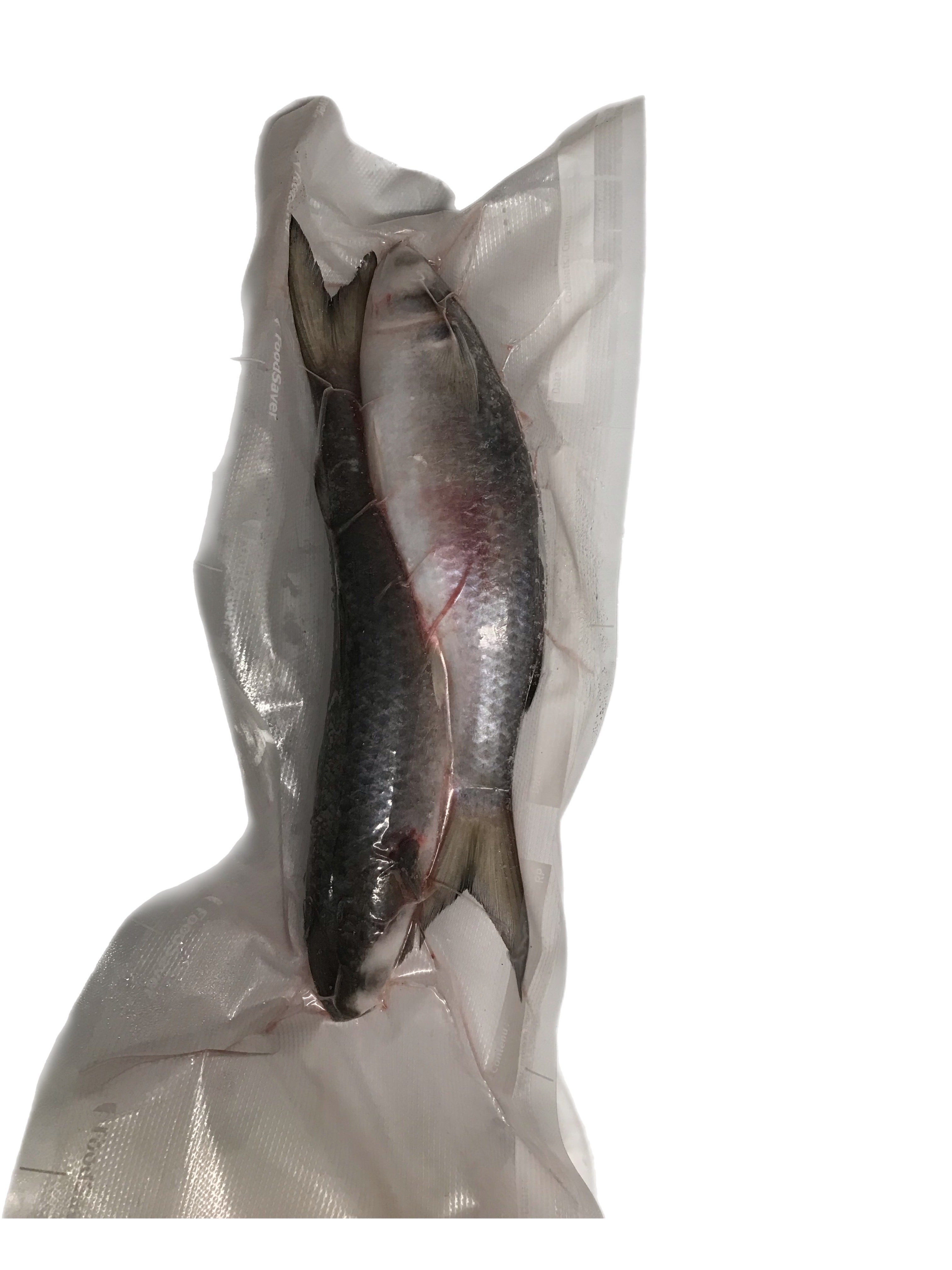 Large Frozen Mullet 2 pack